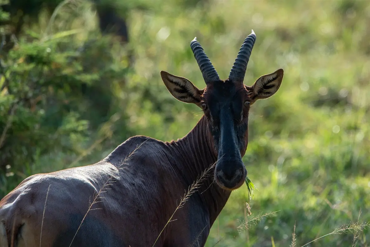 Topi