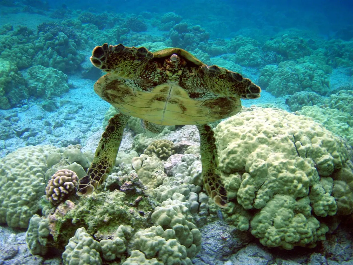 Sea turtles