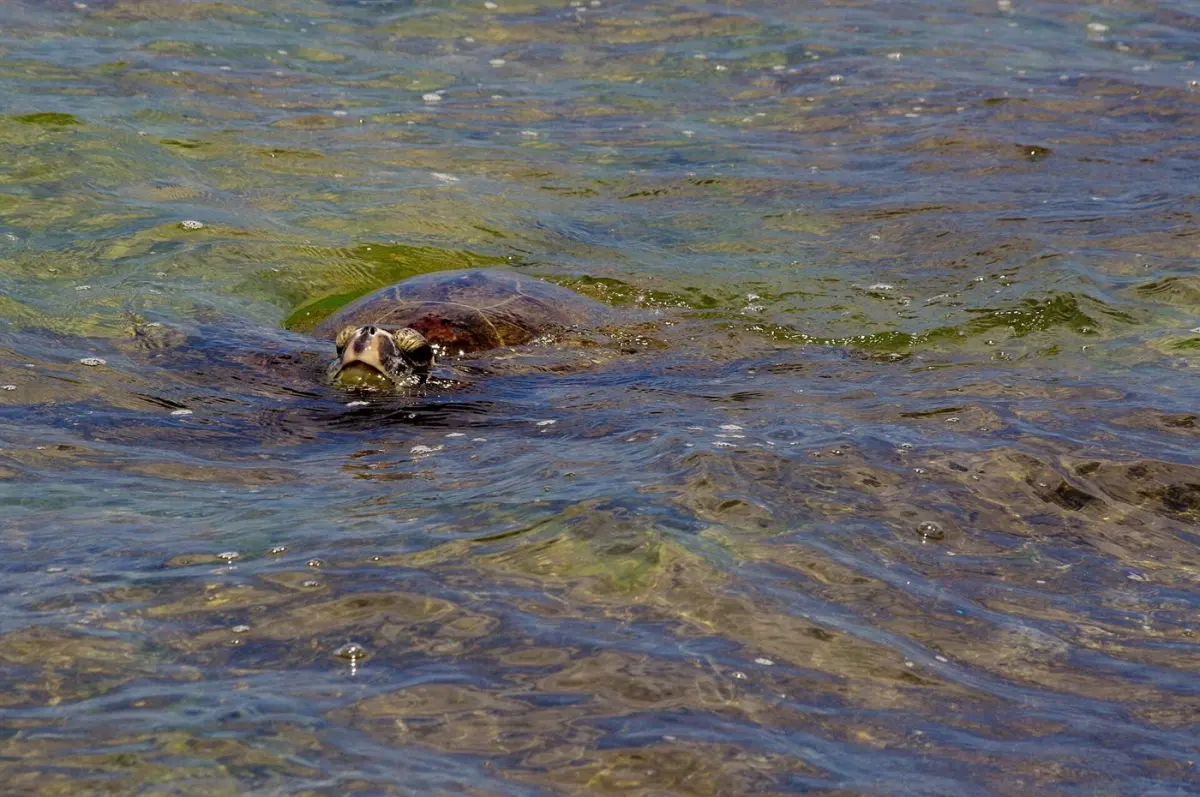 Green & hawksbill turtles