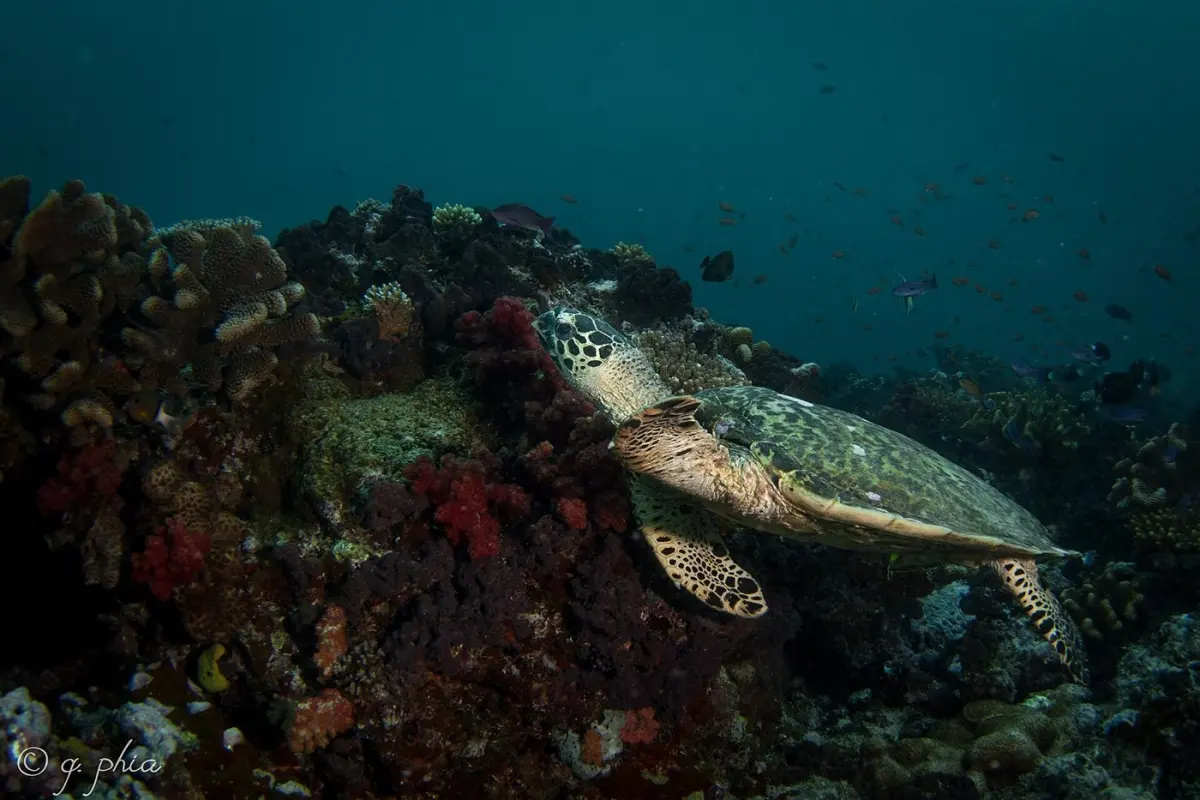 Green turtles