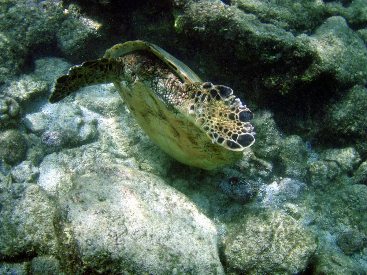Green & hawksbill turtles