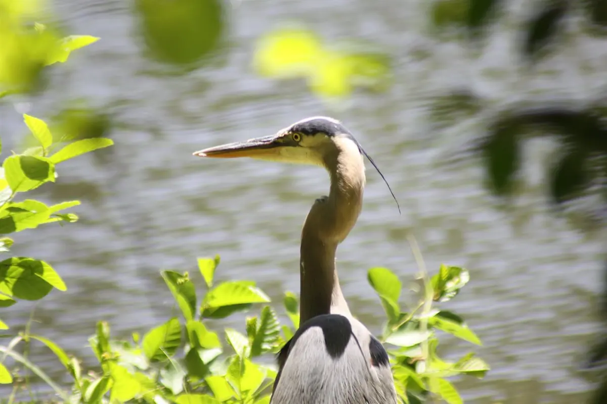 Waterbirds