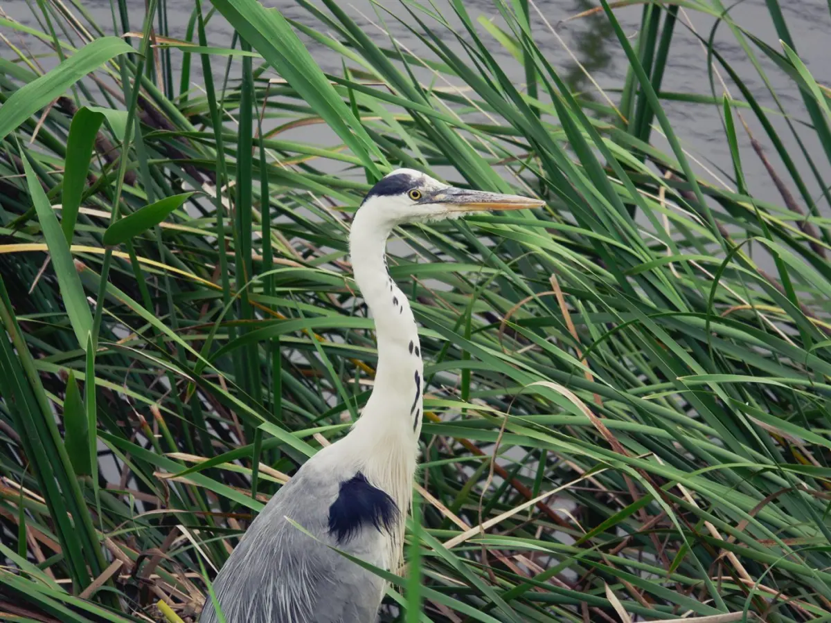 Waterbirds