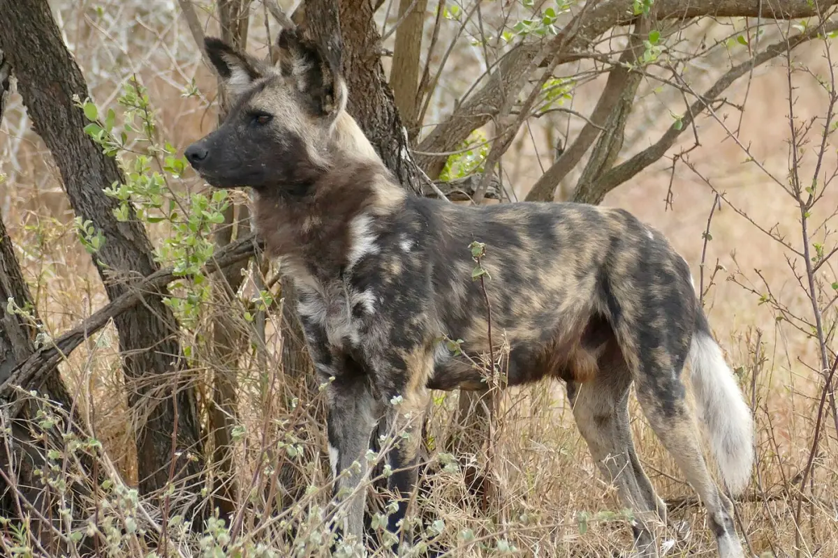 African wild dog