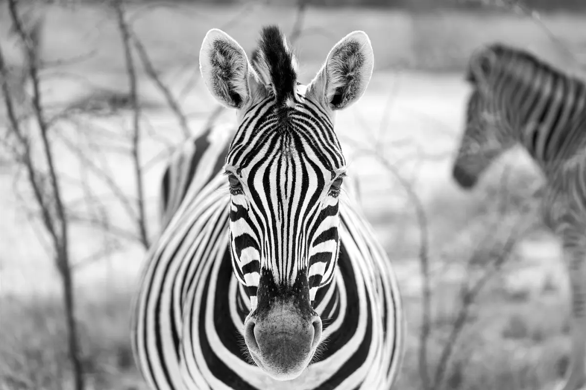 Zebra & impala