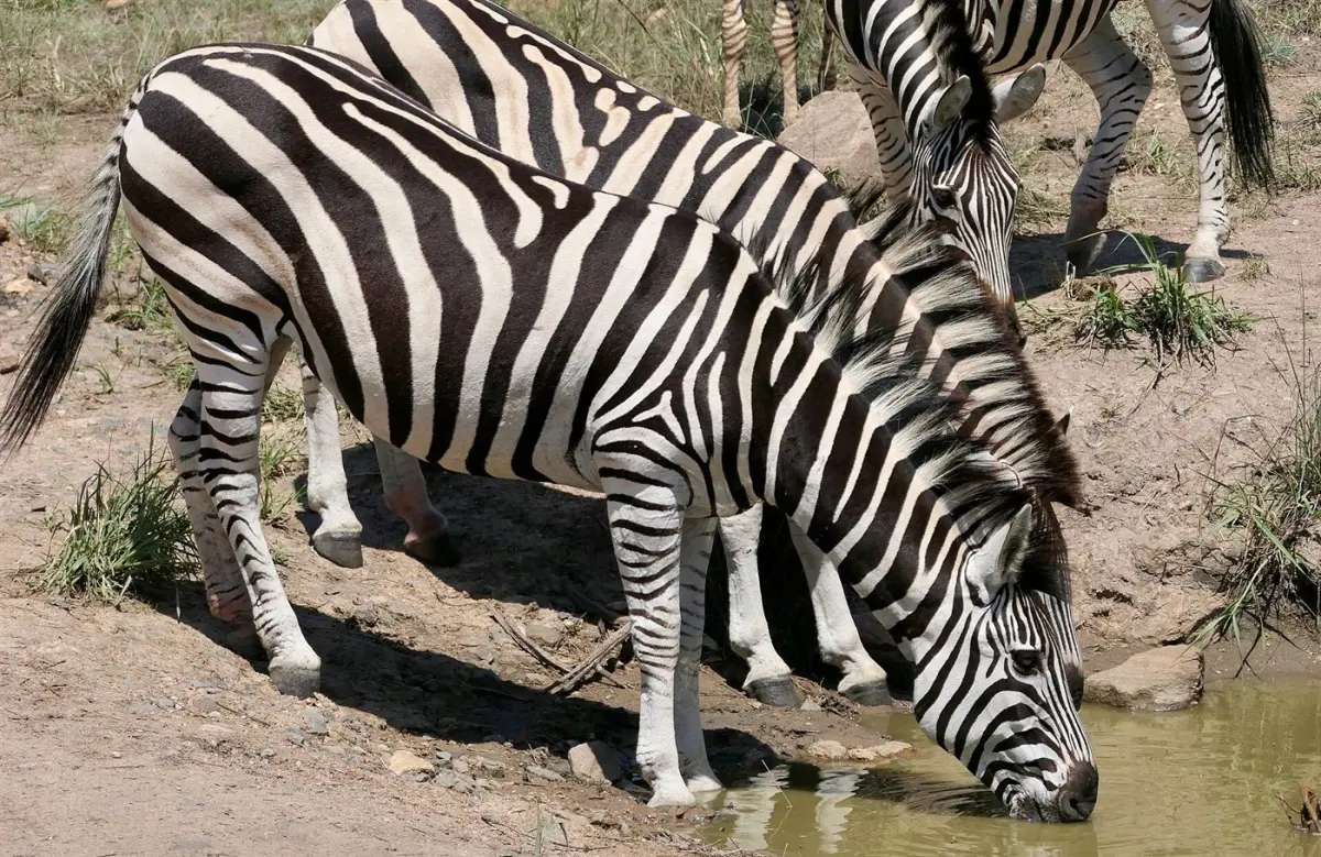 Zebra
