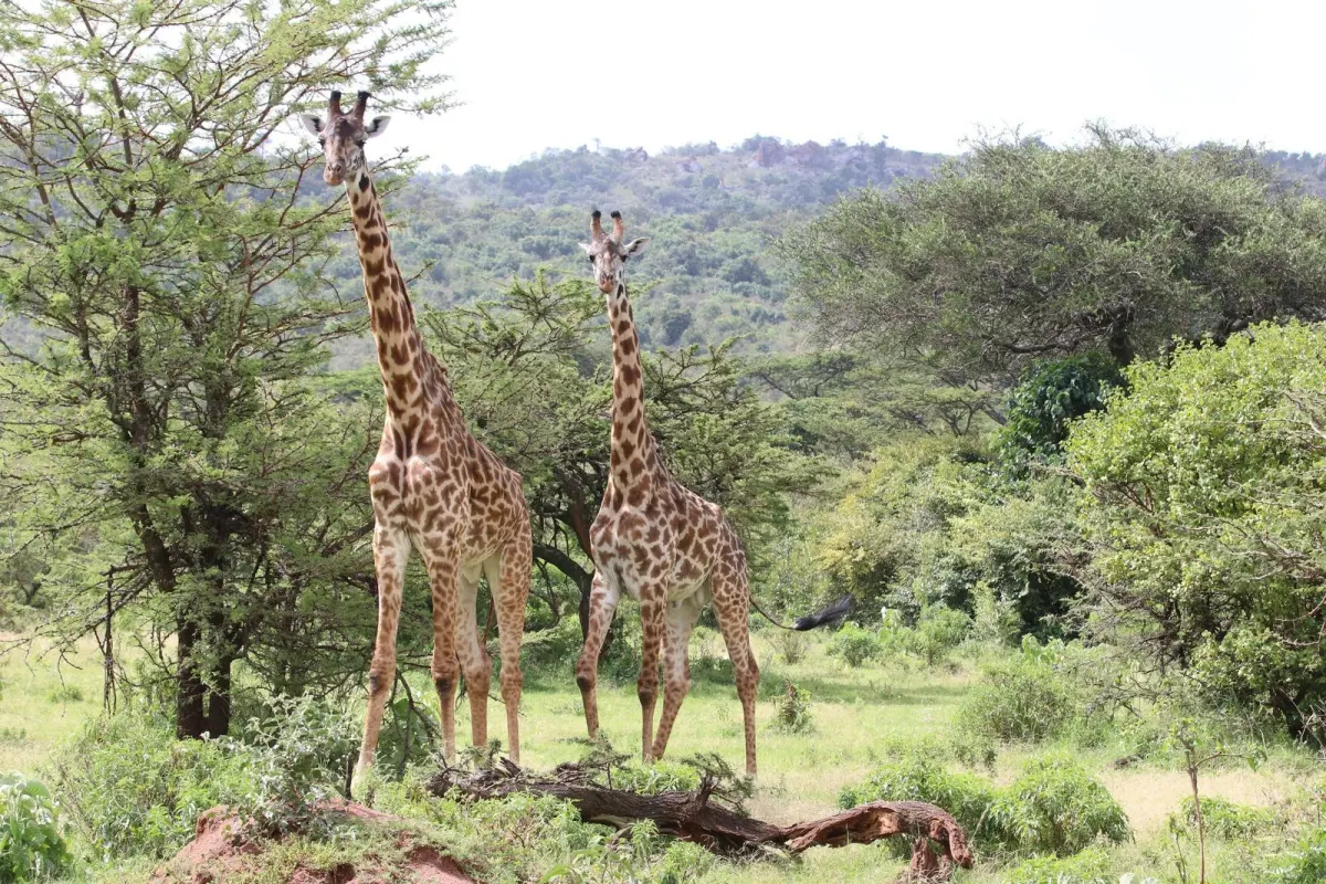 7-Day Tanzania Family Safari