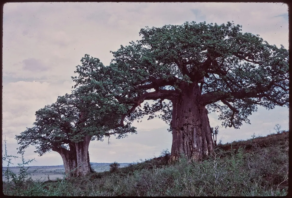 Forest of Arusha National Park