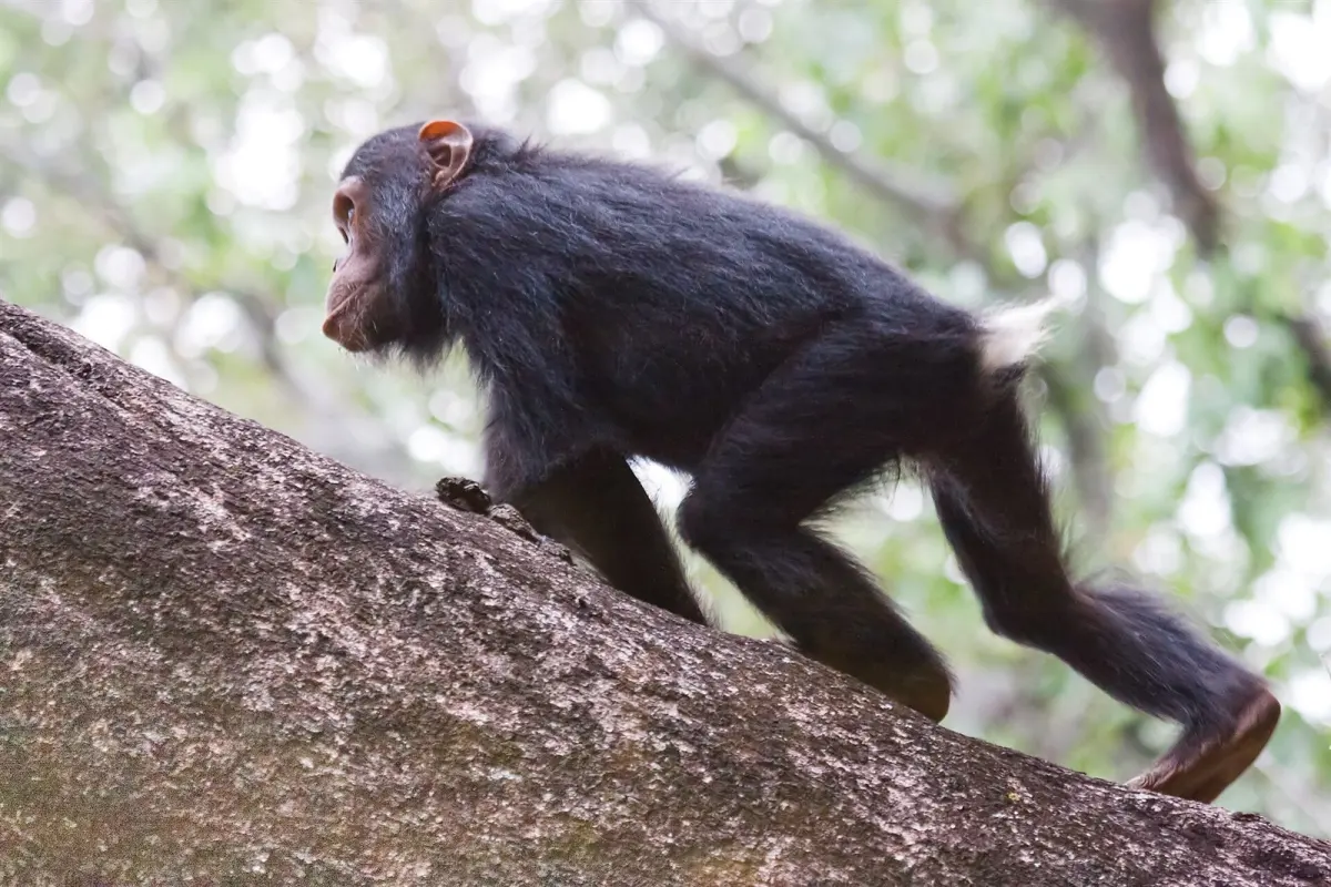 Gombe Stream National Park