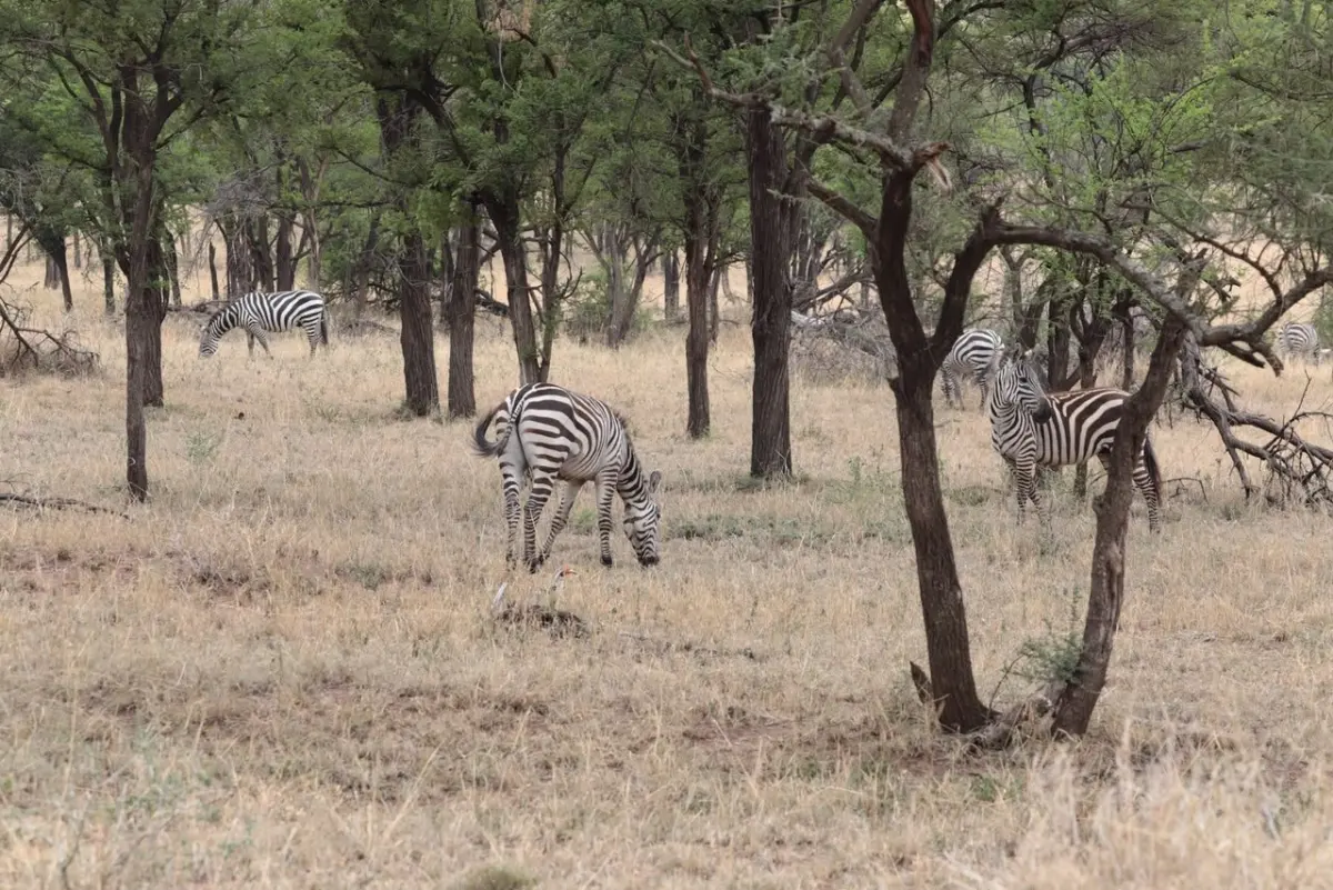 Open grassland in Ibanda-Kyerwa National Park