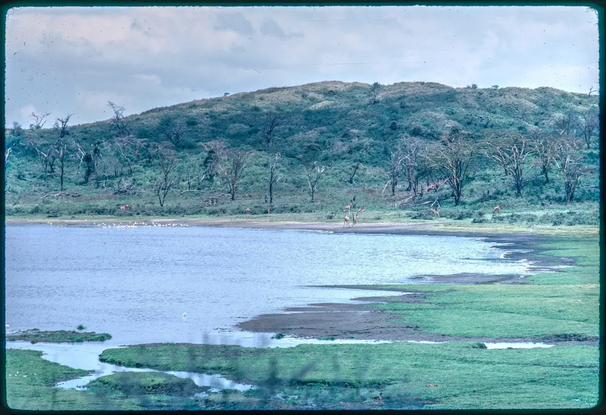 Wooded savannah in north-western Tanzania