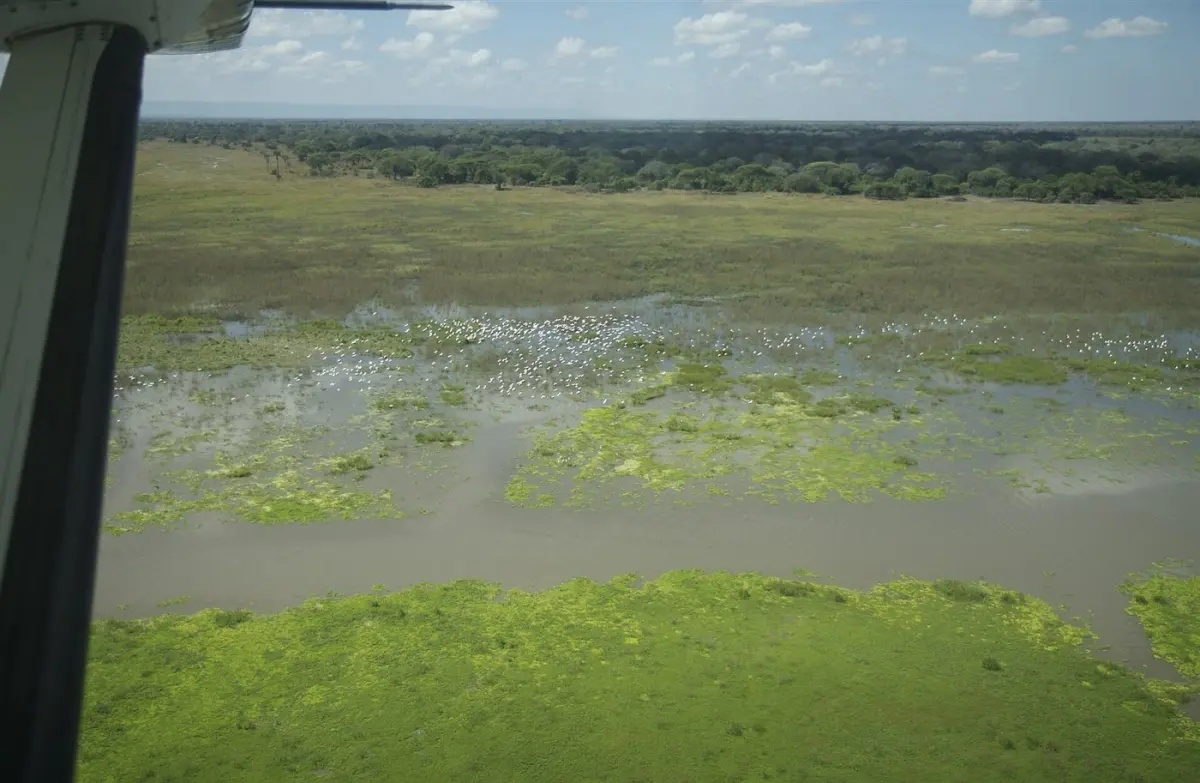 Hippos in a shrinking pool at Katavi