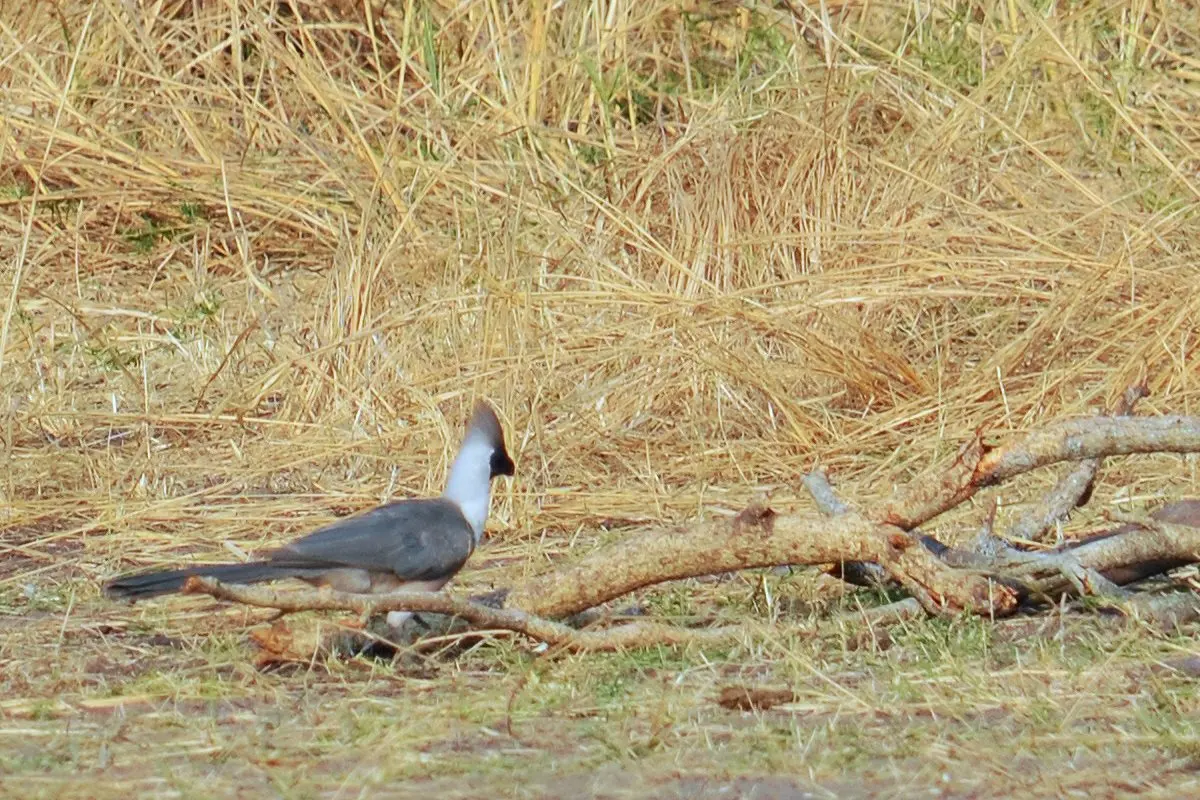Elephants on the Katavi floodplain