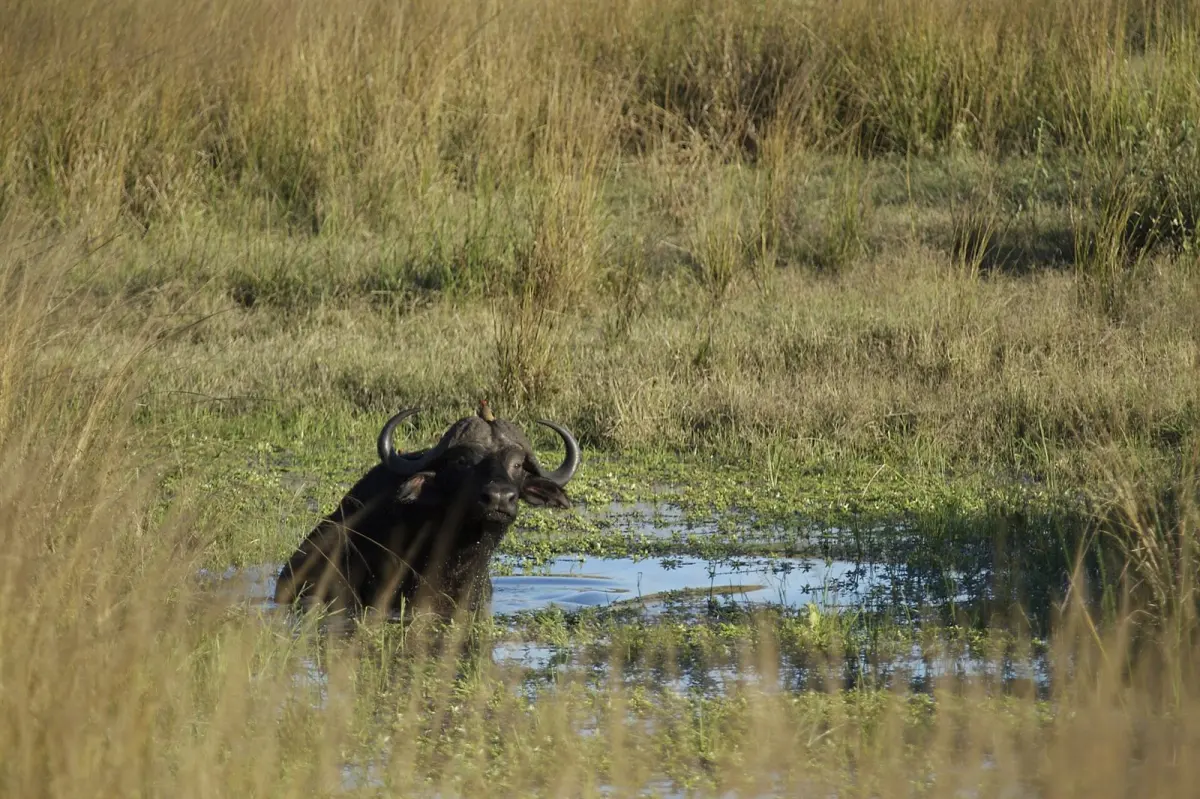 Katavi National Park