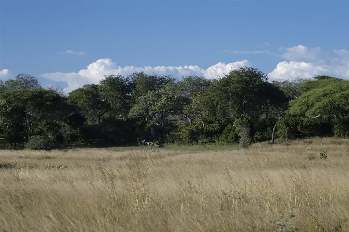 Miombo woodland and open plains in Katavi