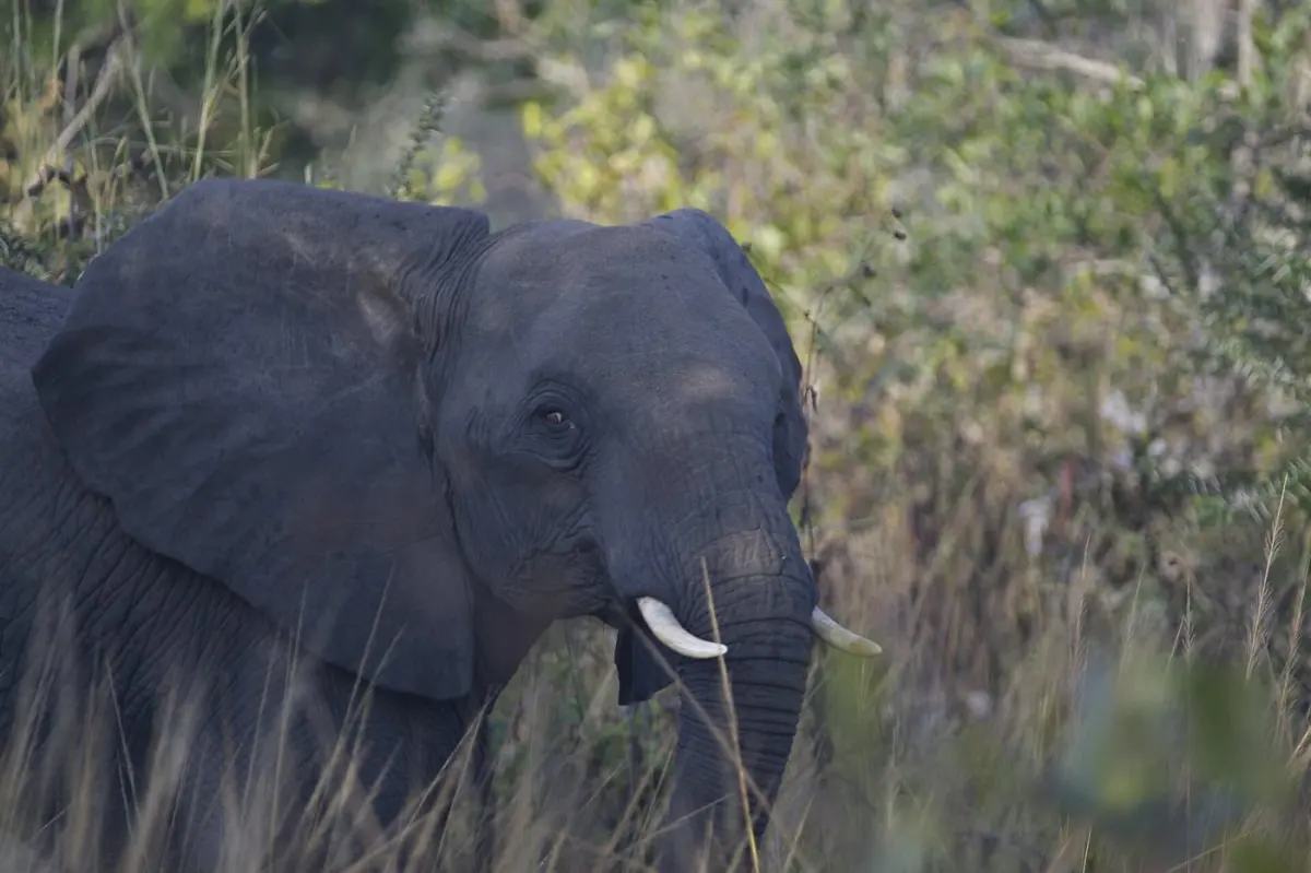 Game drive across Katavi floodplain