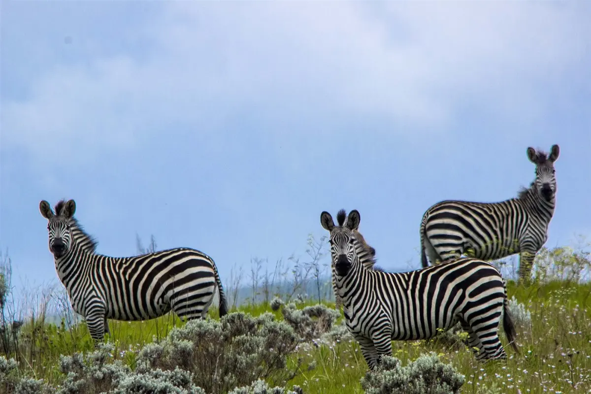Hikers exploring Kitulo