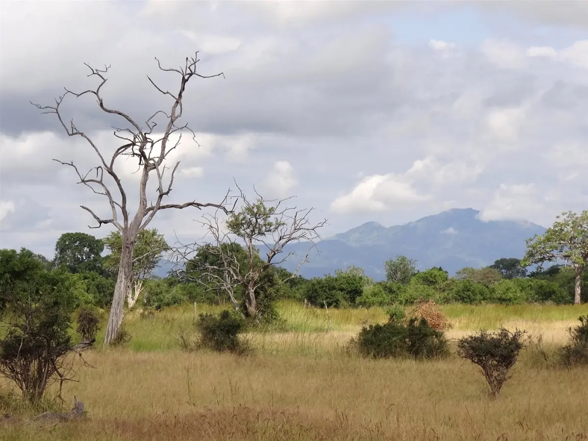 Mikumi National Park, Tanzania | Safari Guide | Topi Adventure