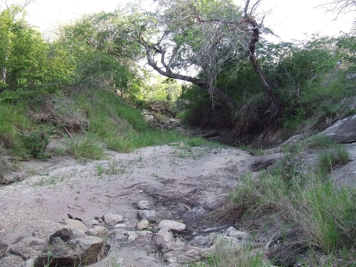 Acacia savannah in Mkomazi National Park