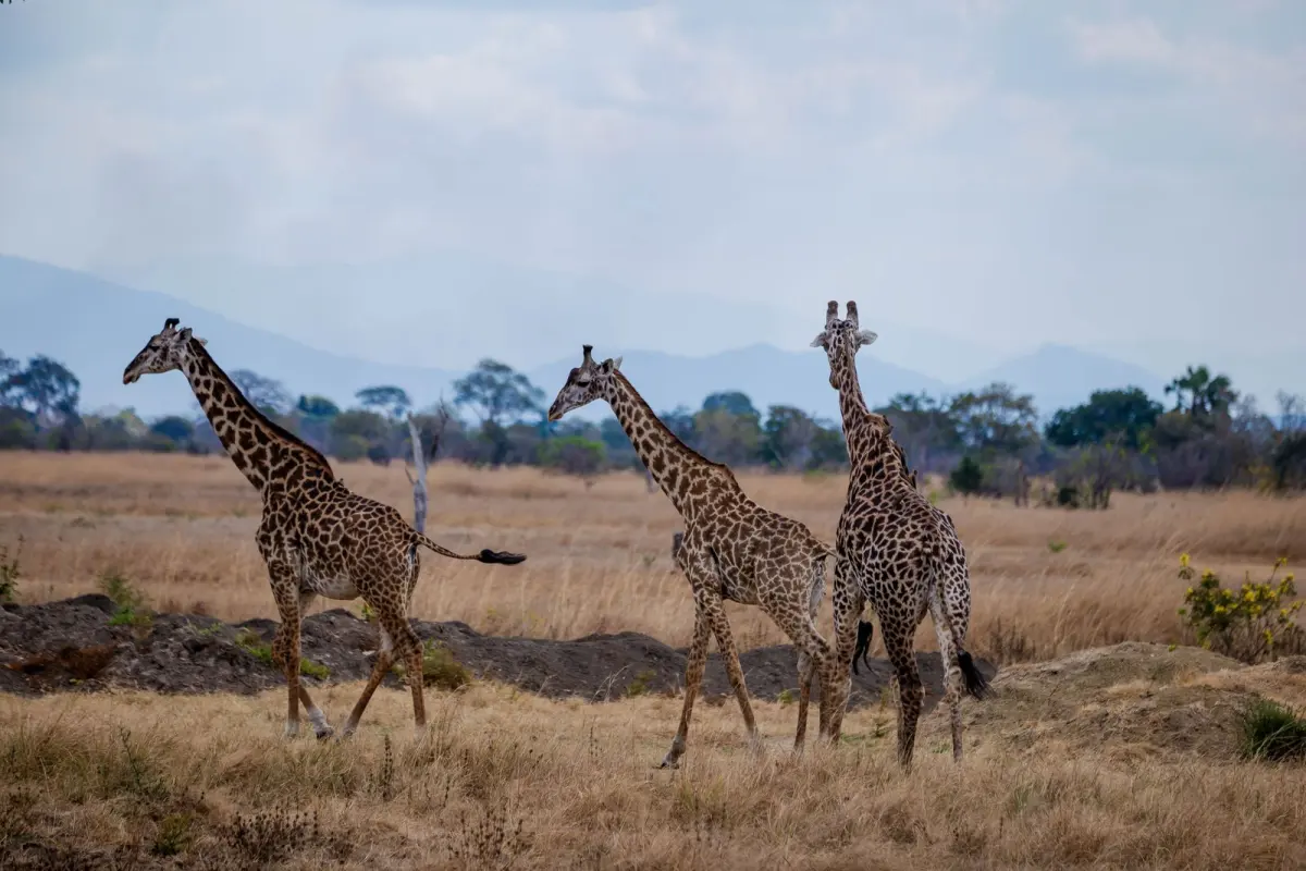 The Ngorongoro Crater from the rim