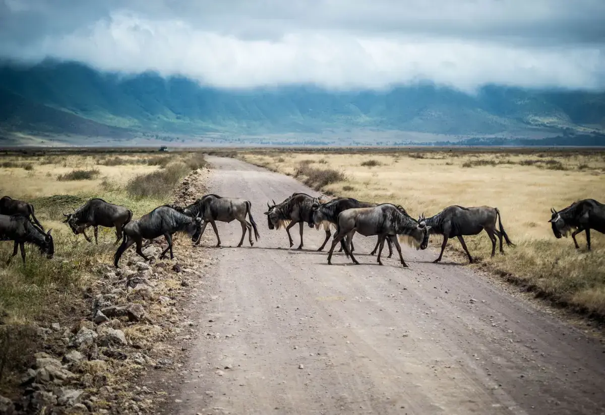 7-Day Northern Circuit Safari