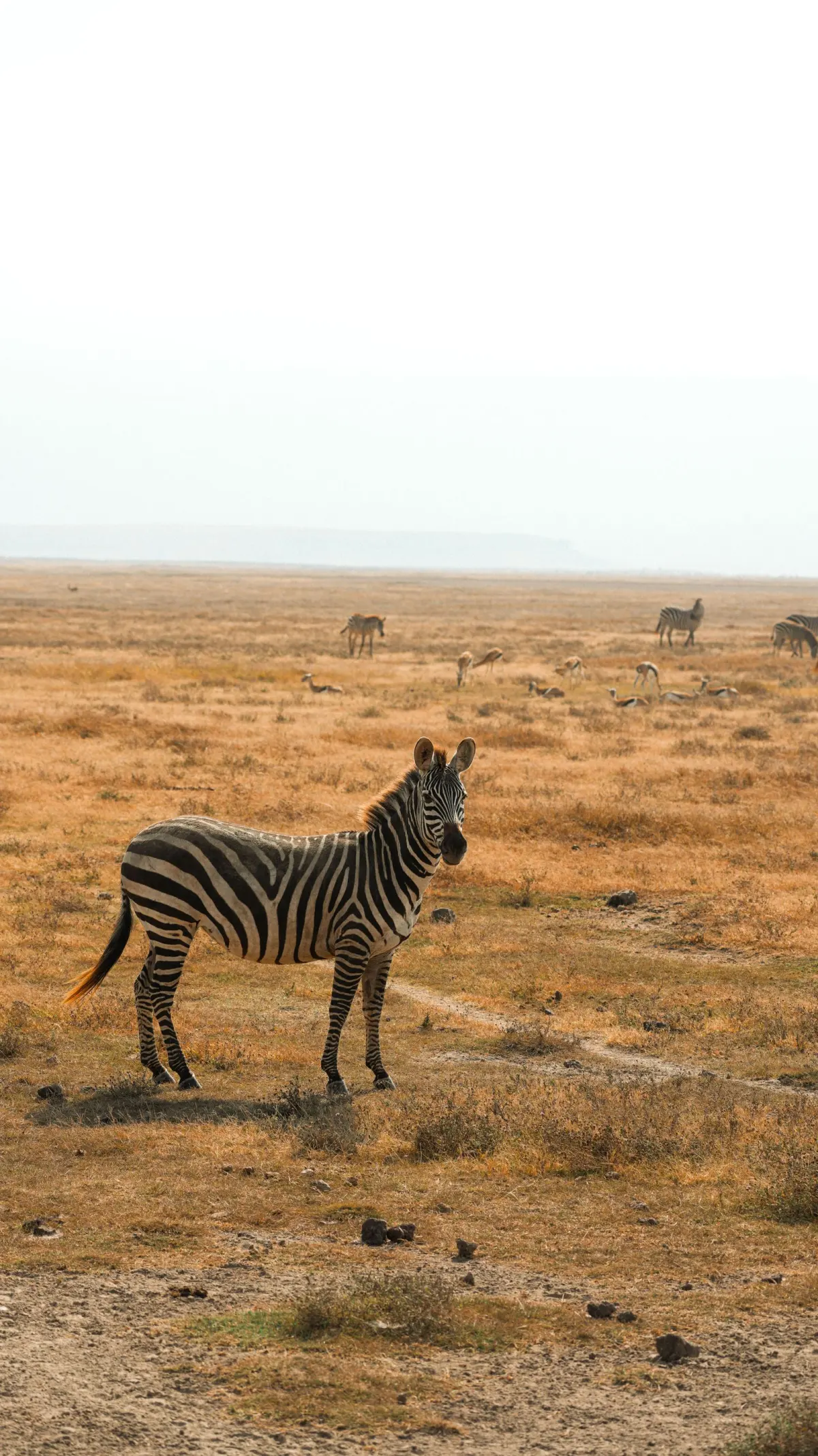 5-Day Big Five Safari