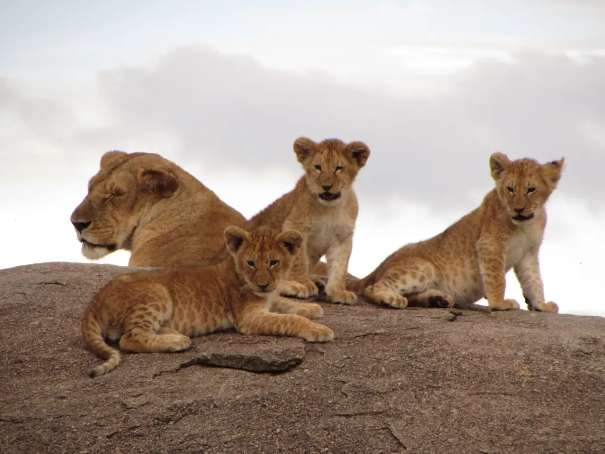 Lion in the Ngorongoro Crater