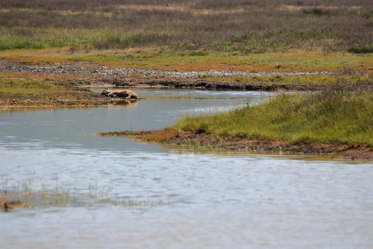 Wildlife on the Ngorongoro Crater floor