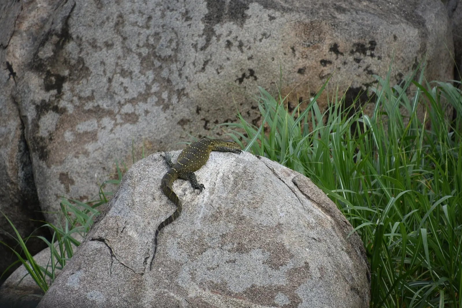Rubondo Island National Park