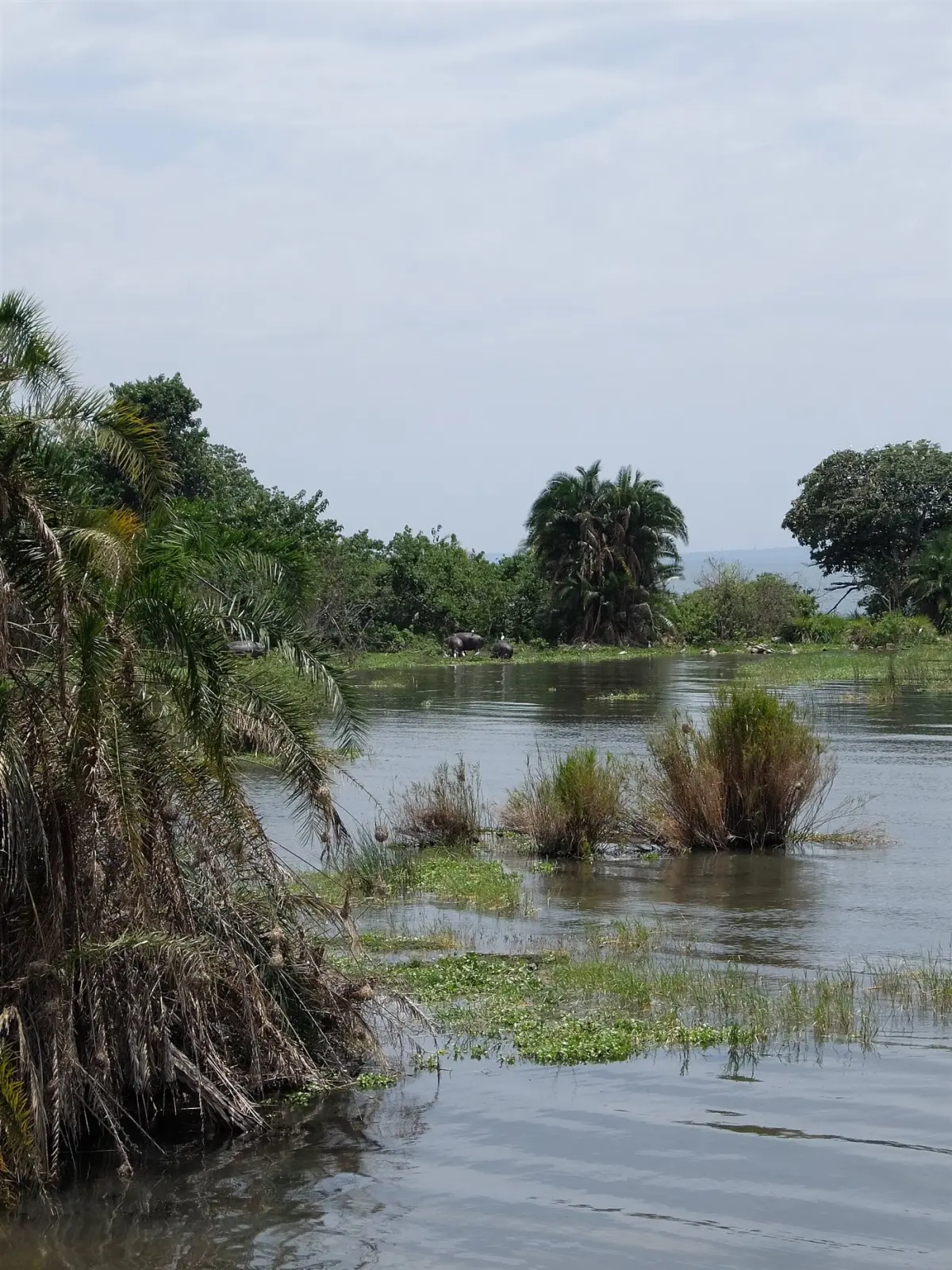 Forest trail on Rubondo Island