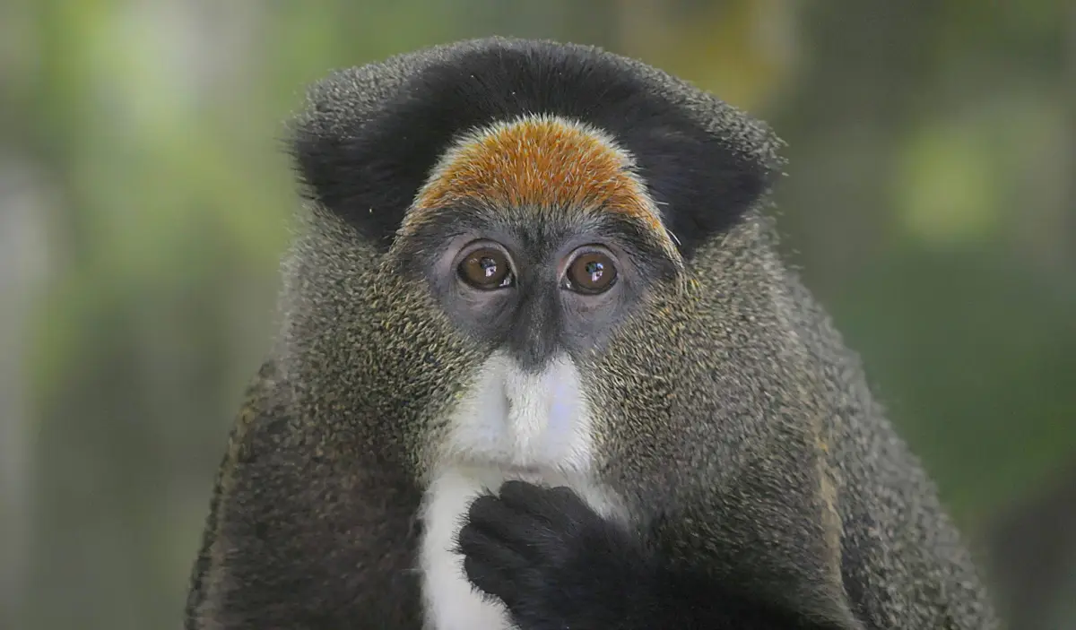 Saanane Island National Park