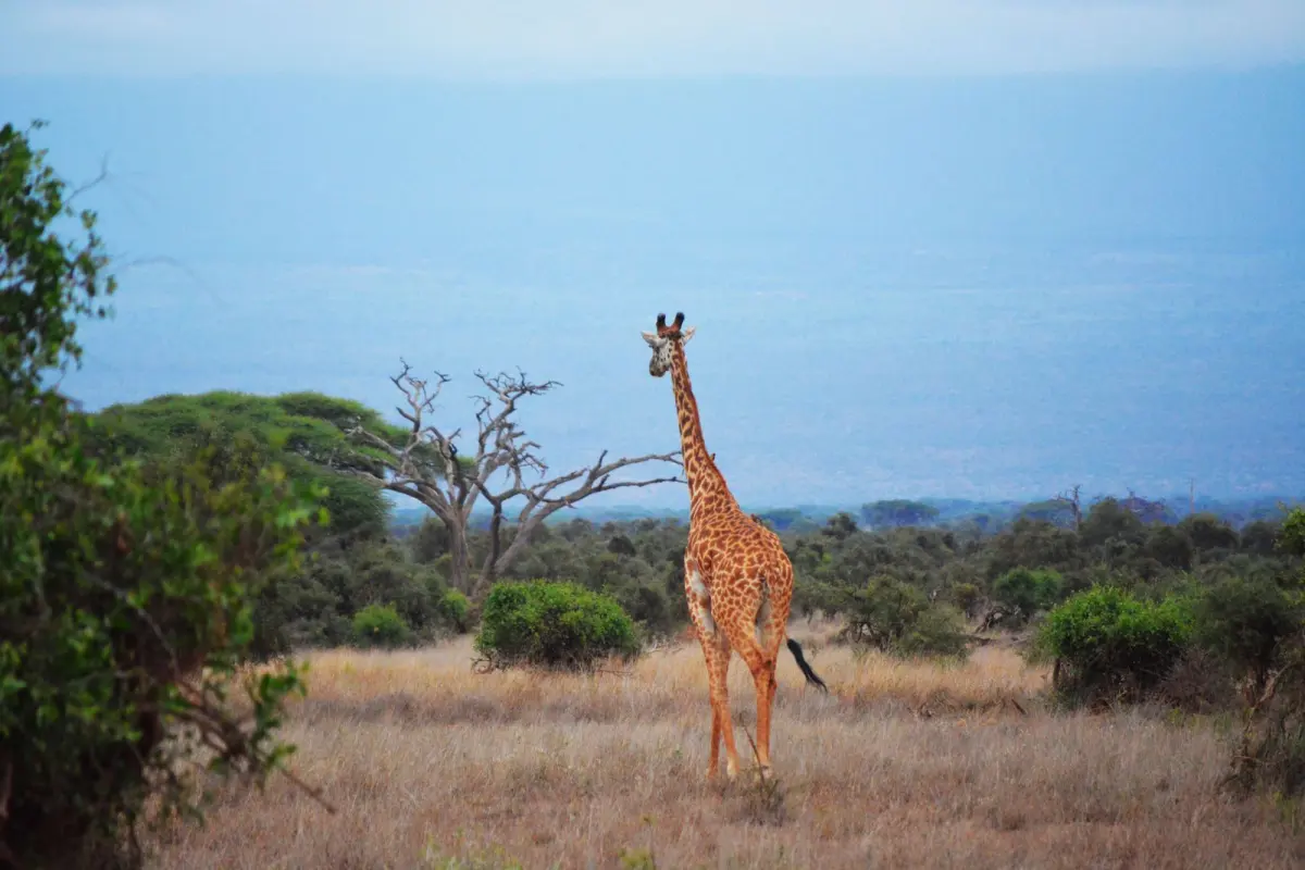 11-Day Tanzania Wildlife Expedition