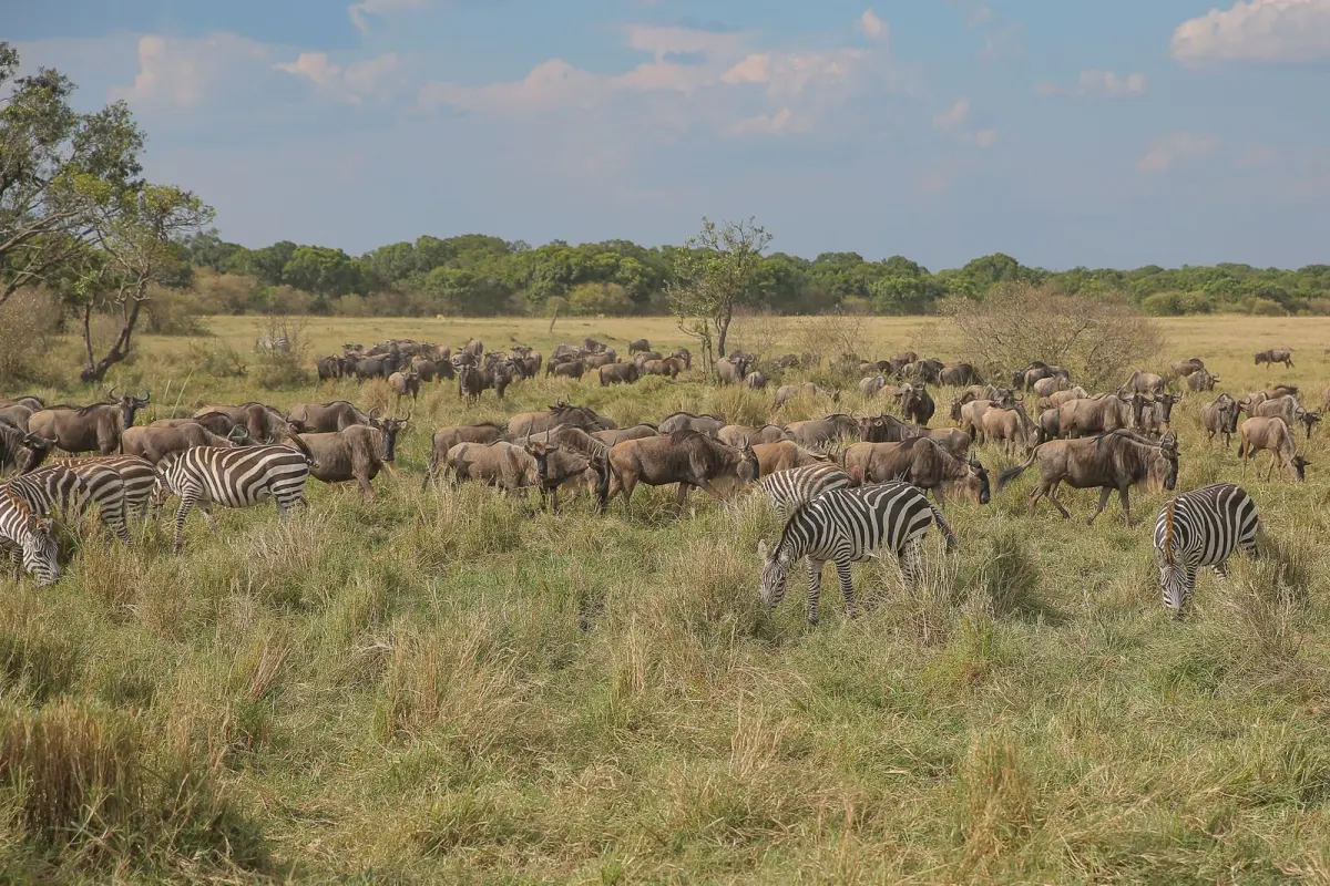 14-Day Tanzania Grand Safari