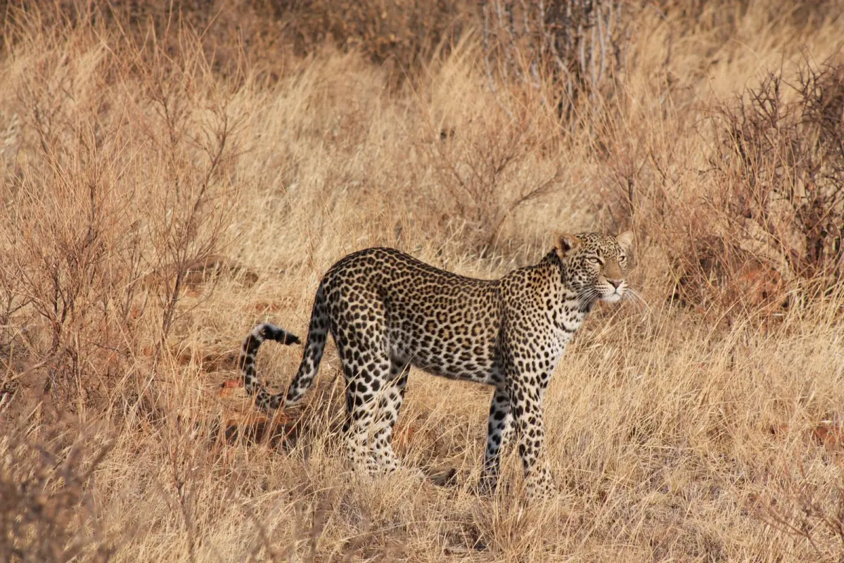 8-Day Luxury Tanzania Safari