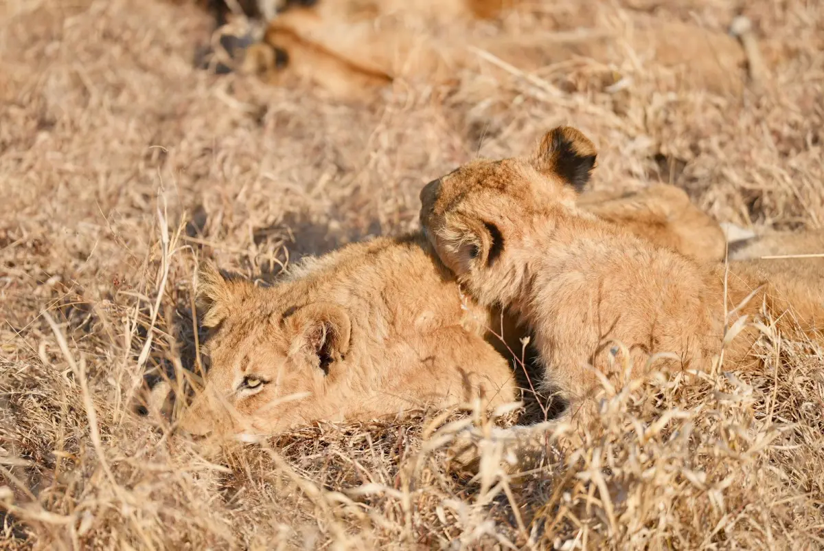 7-Day Great Migration Safari