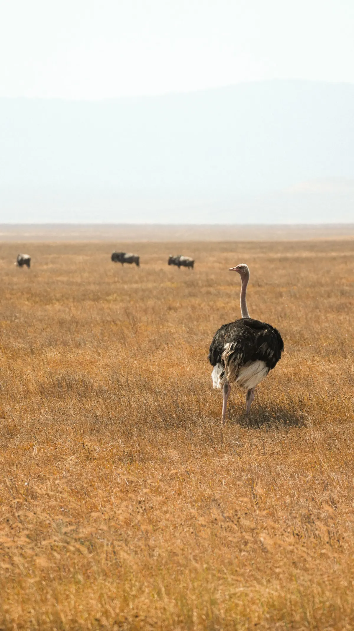 21-Day Ultimate Tanzania Expedition