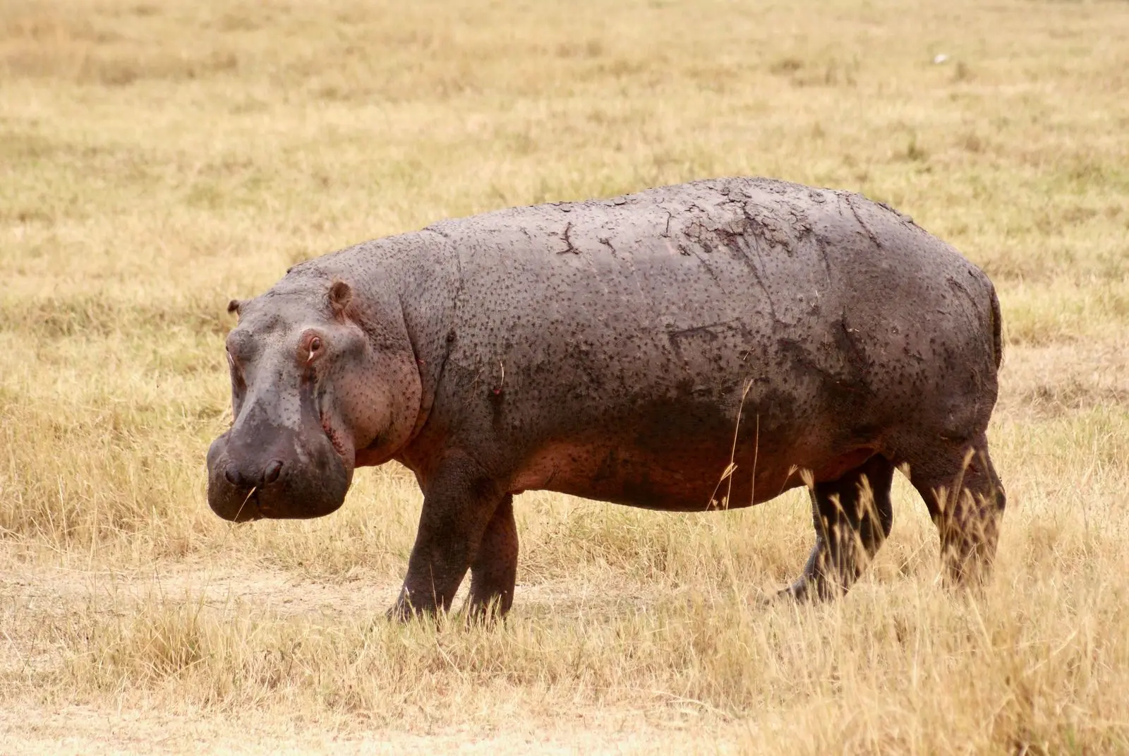 4-Day Northern Circuit Safari