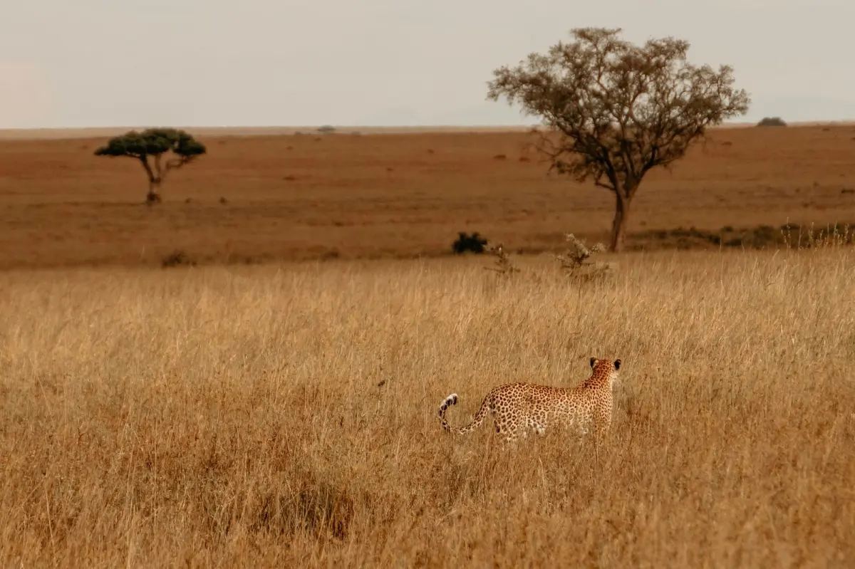 Sunset over the Serengeti plains