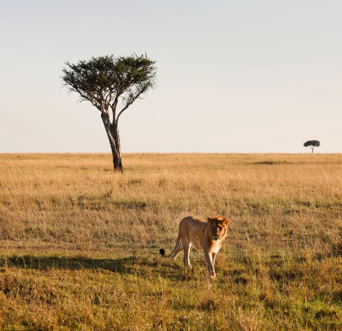 Game drive in the Serengeti plains