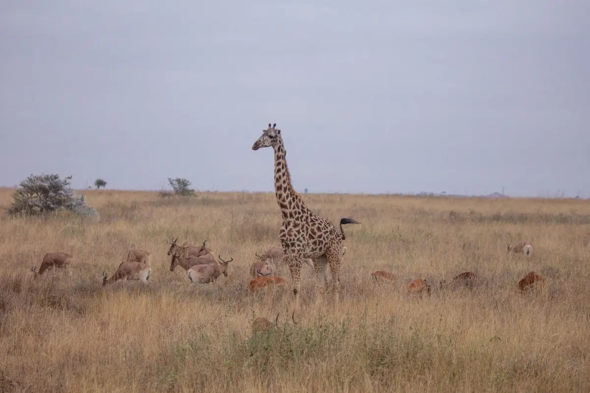 Tarangire Day Trip