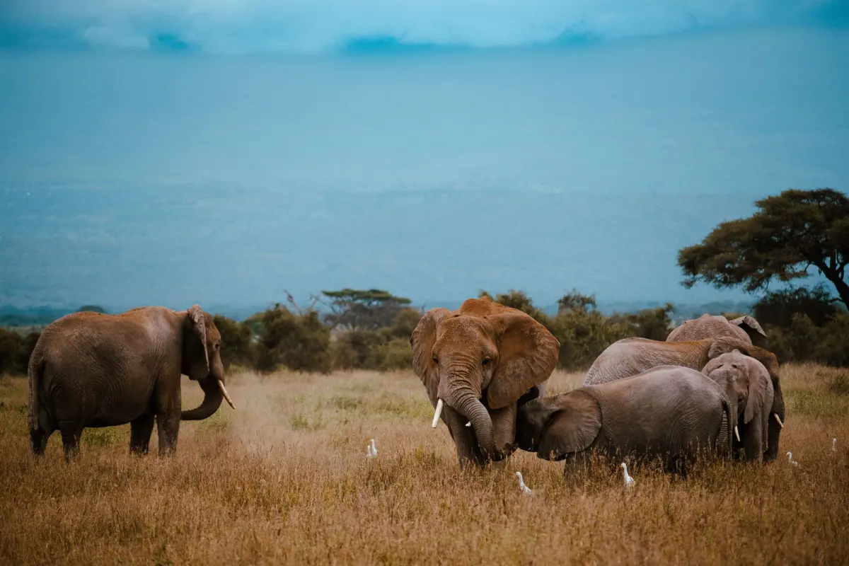 Elephant herd in Tarangire National Park