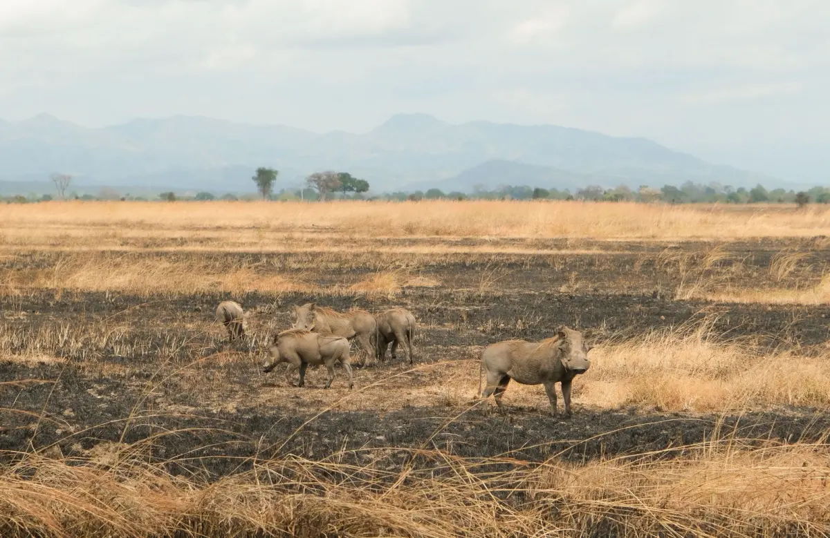 Tarangire Day Trip