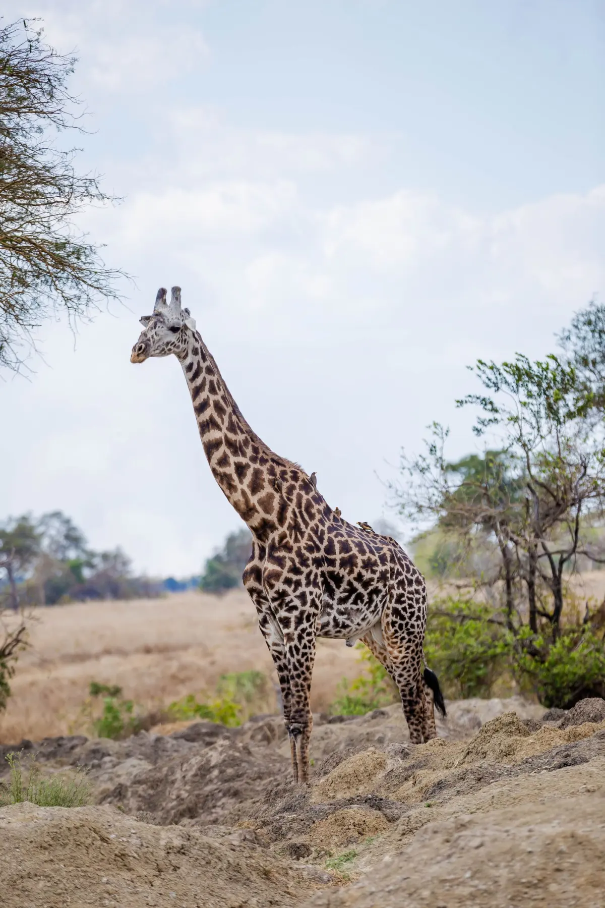 2-Day Tarangire & Ngorongoro Safari