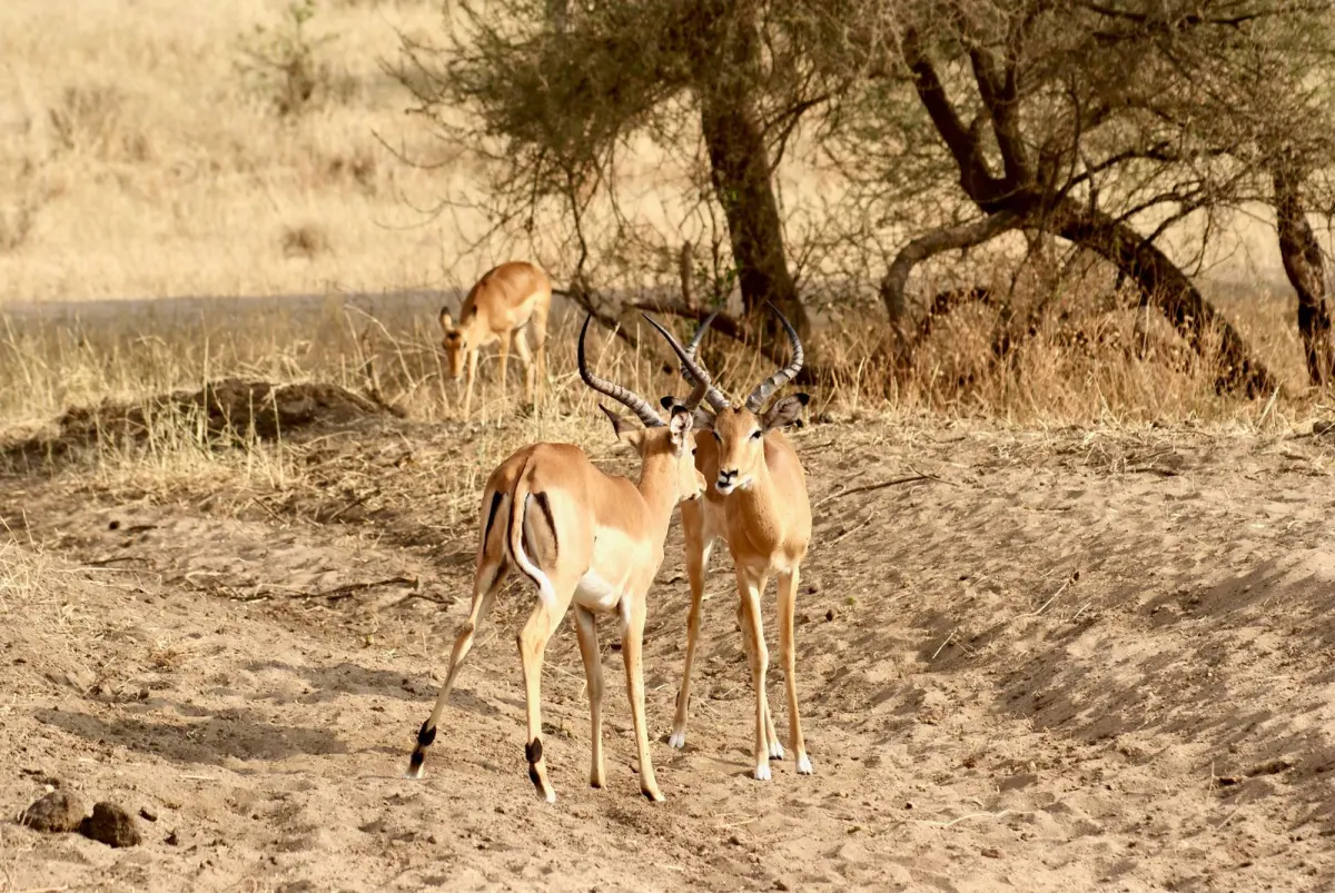 9-Day Tanzania Adventure Safari