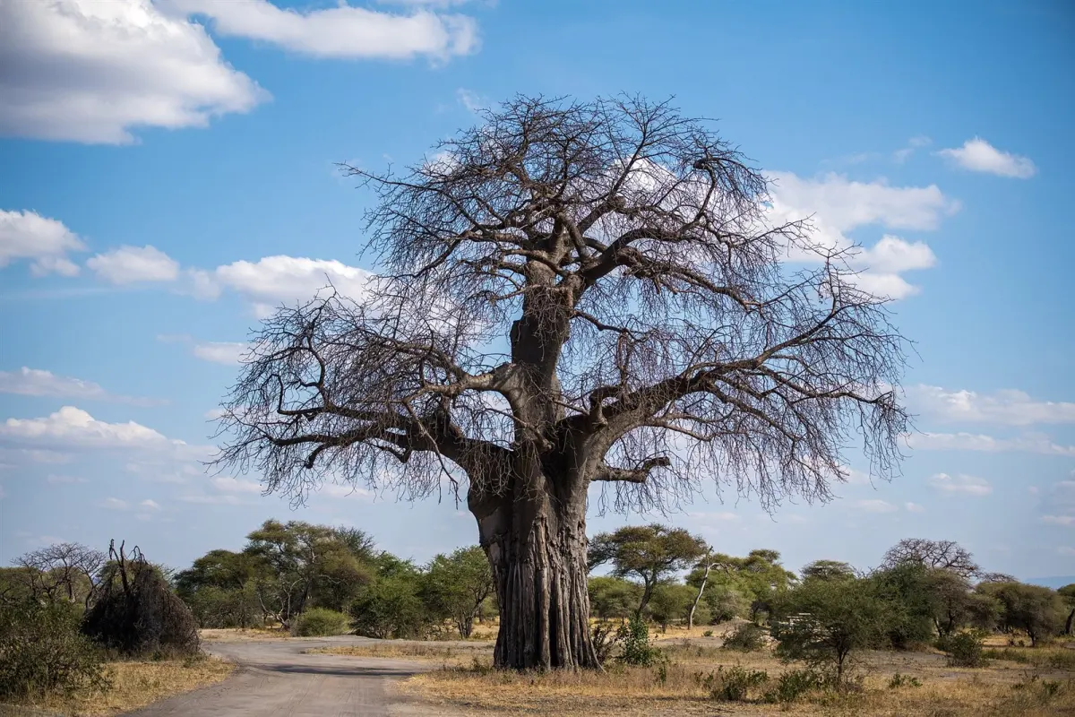 Baobabs, river and swamp