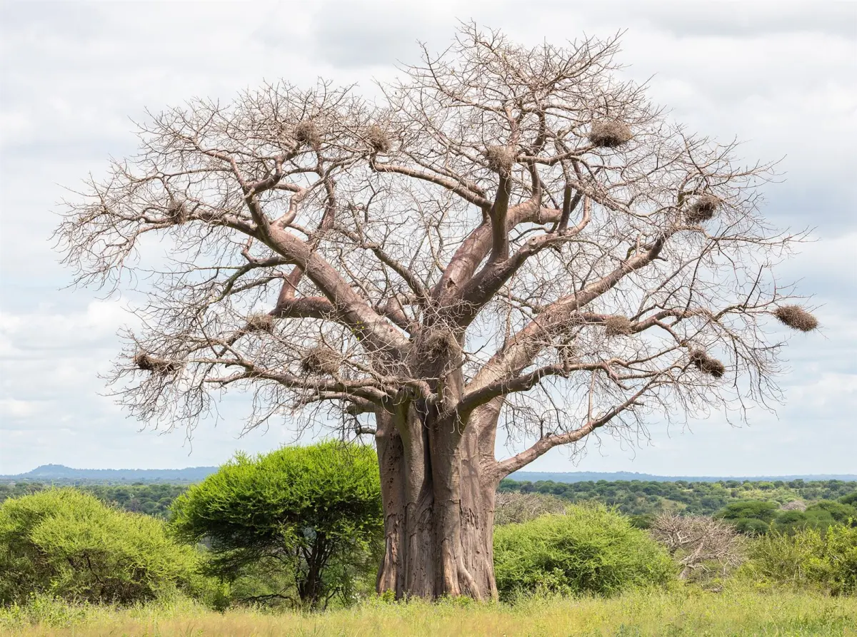 Giant baobab against a Tarangire sky