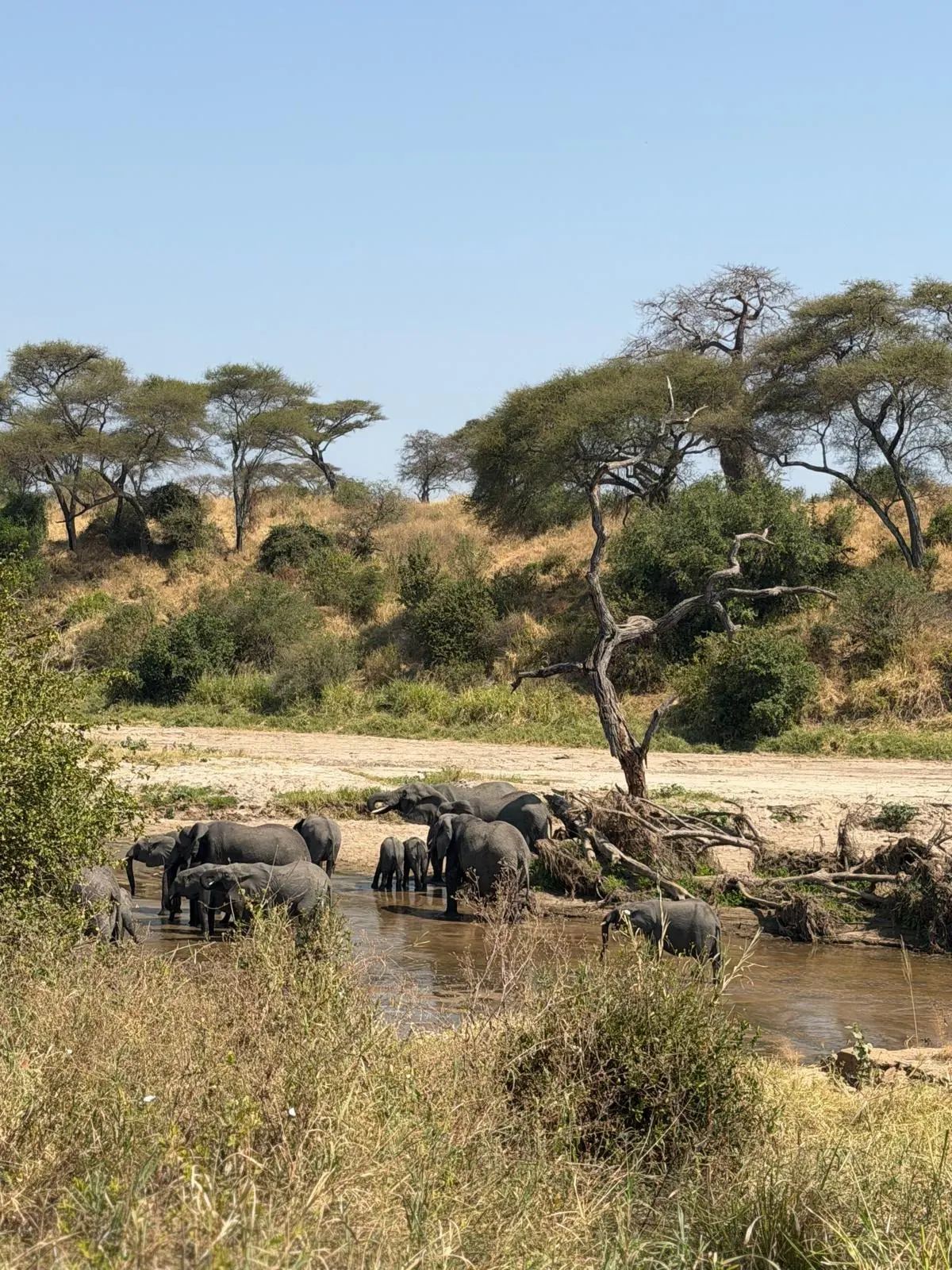 Tarangire National Park Guide