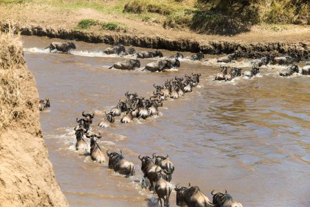 How to Plan and Book a Wildebeest Migration Safari