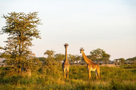 4 Days Tanzania Camping Safari