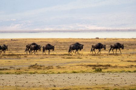 5 Days Tanzania Lodge Group Joining Safari